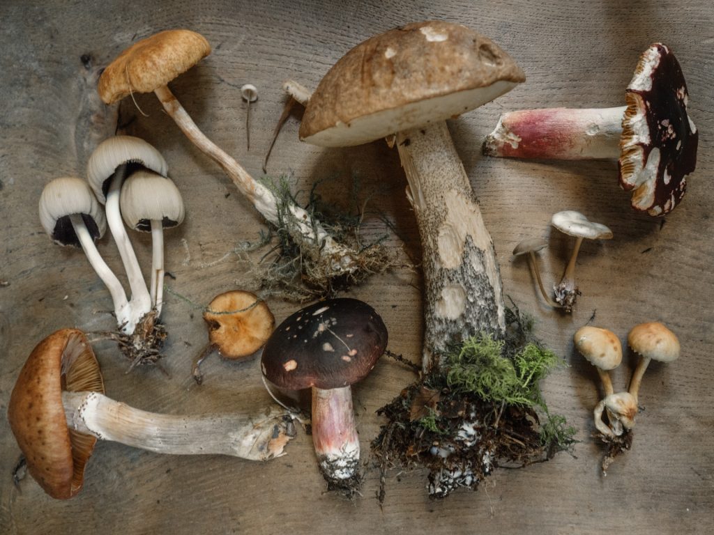 Photo from above a selection of medicinal mushrooms on a wooden table.