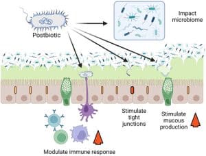 Compound breakdown to produce postbiotics